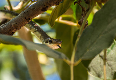 Close-up of snake in the wild