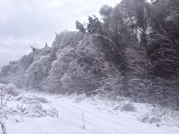 Low angle view of snow covered trees against sky
