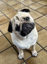 pug