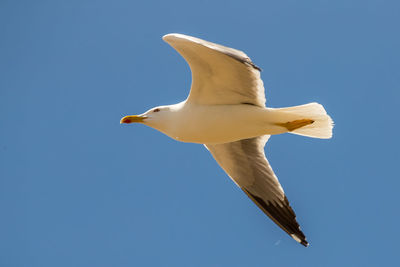 Low angle view of seagull flying in sky