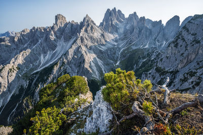 Cadini di misurina in the italian alps, dolomites. mountain pine tree on foreground