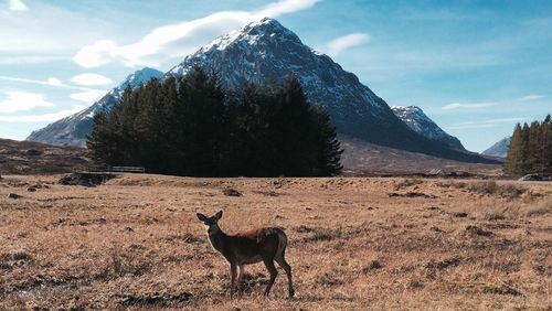 Dog on grassy field against mountains