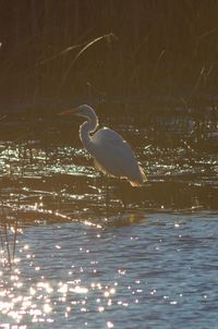 Bird perching on rock by lake