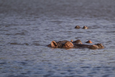 Close-up of hippo in lake water