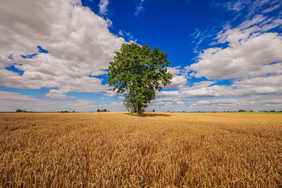 Scenic view of agricultural field against sky