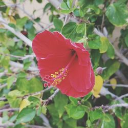 Close-up of red hibiscus blooming outdoors