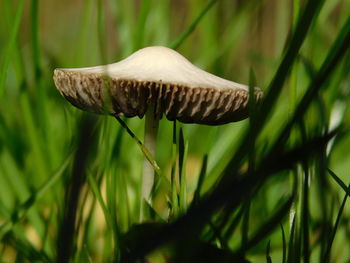 Close-up of mushroom growing on field