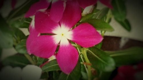 Close-up of pink flowers