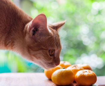 Close-up of cat by window