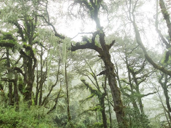 Trees in forest