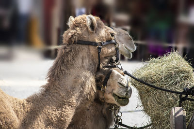 Close-up of a horse