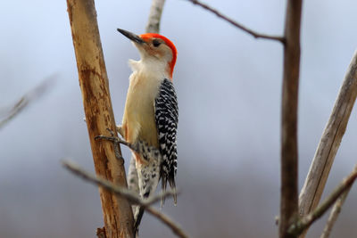 Close-up of bird perching on branch