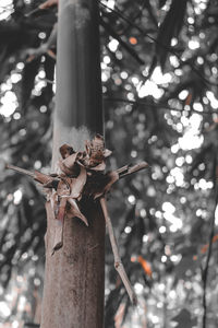 Low angle view of cross on tree