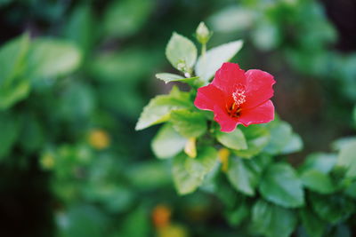 Close-up of red hibiscus blooming outdoors