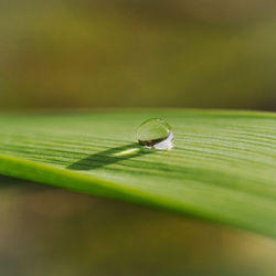 Close-up of water drops on green leaves