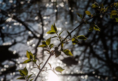 Close-up of leaves on branch