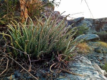 Close-up of moss growing on rock