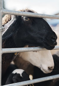 Close-up of sheep