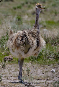 Ostrich chick in etosha, a national park of namibia