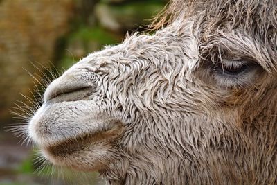 Close-up of camel