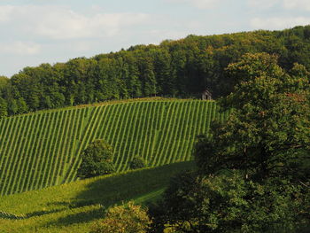 Scenic view of agricultural field against sky