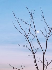 Low angle view of bare trees against the sky