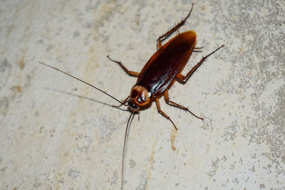 Close-up of insect on wall