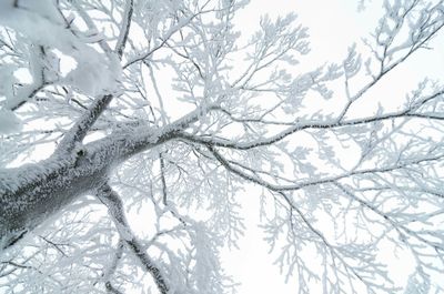 Low angle view of bare trees against sky