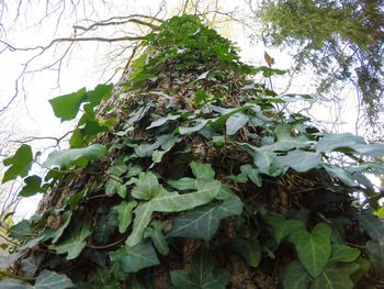Low angle view of ivy growing on tree
