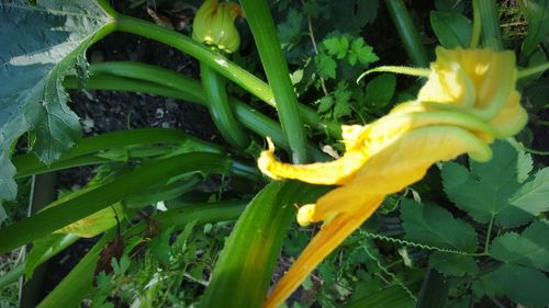 Close-up of yellow flower