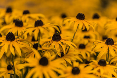 Full frame shot of yellow daisy flowers