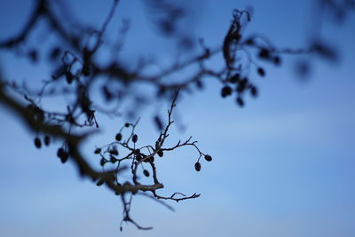 Low angle view of flowering tree against sky