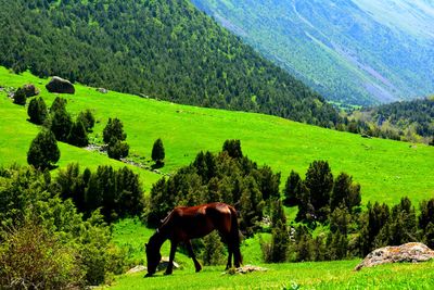 Cows grazing on field