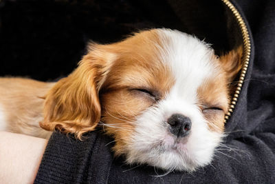 Portrait purebred cute puppy cavalier king charles spaniel sleeps in arms of girl, close-up