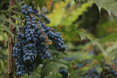 Close-up of berries growing in garden