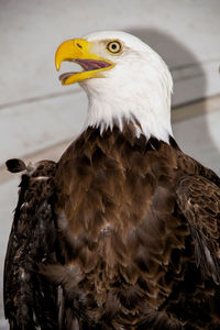 Close-up of eagle