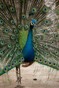 Blue peacock close up