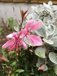 Close-up of pink flowers in park