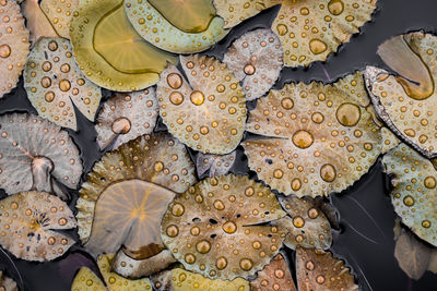 High angle view of raindrops on leaves