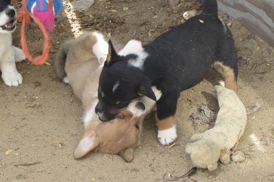 High angle view of puppy