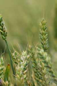 Close-up of crops growing on field