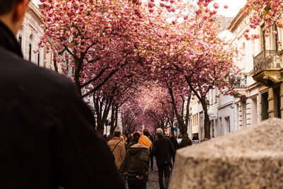 People on pink flower tree in city