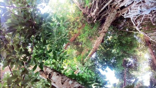 Low angle view of trees in forest