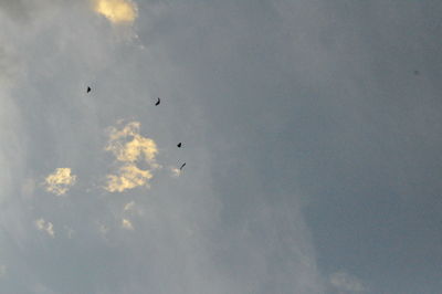 Birds flying in sky