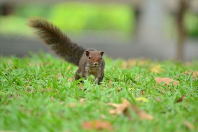 Portrait of squirrel