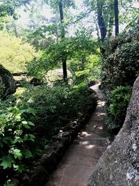 Footpath amidst trees