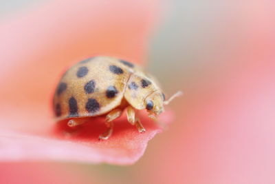 Close-up of ladybug on red leaf