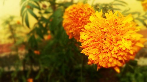 Close-up of yellow flower