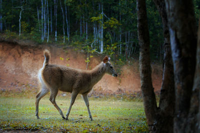Young sambar deer in khao yai national park thailand