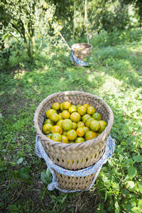 High angle view of fresh oranges in basket on field